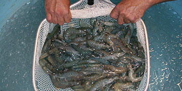 Automation Fine-Tunes Aquaculture Production Efficiency and Increases Profits